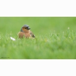 4 20220429 Buchfink DSC07614.jpg